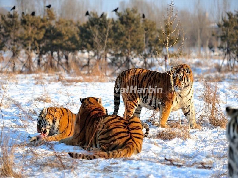 4-day Harbin Ice Festival & Chagan Lake Winter Fishing