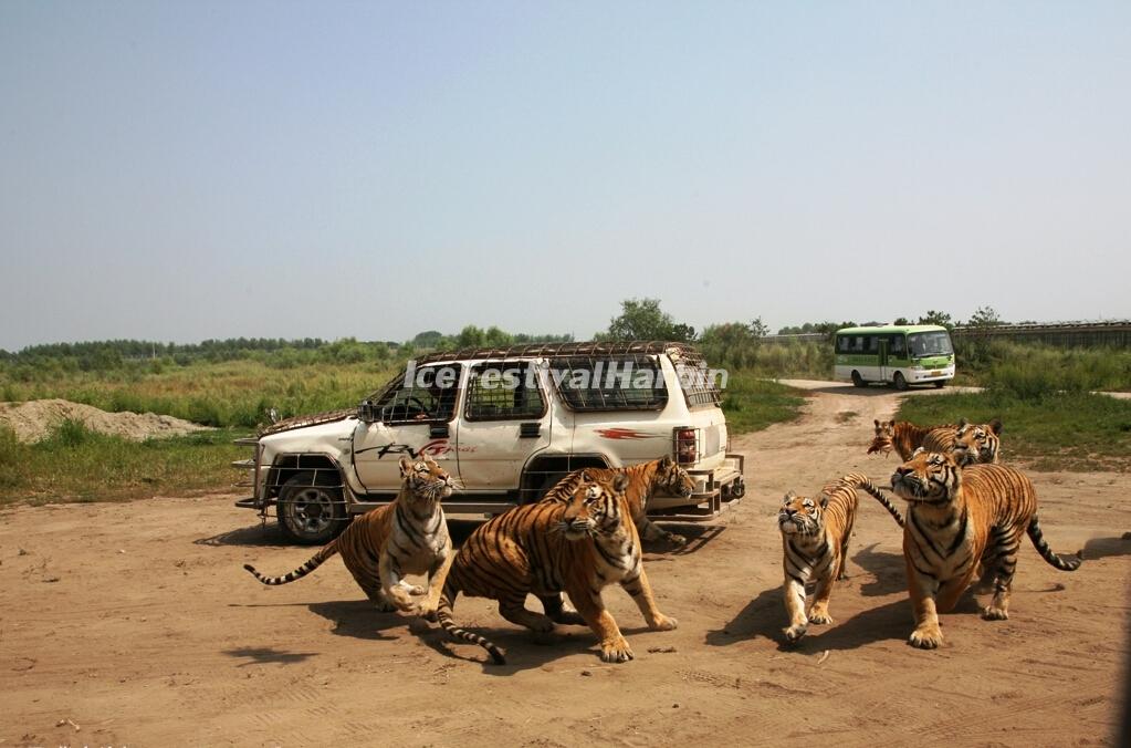 Watch Tiger Feeding in Harbin Siberian Tiger Park