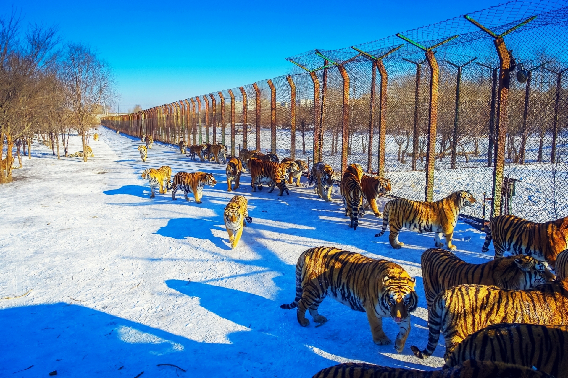 Siberian Tigers - Harbin Siberian Tiger Park
