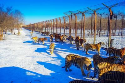 Siberian Tigers - Harbin Siberian Tiger Park