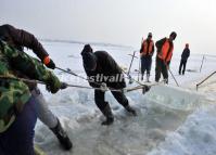 Workers Take Ice from Songhua River for Building the Park of 2014 Harbin Ice and Snow World