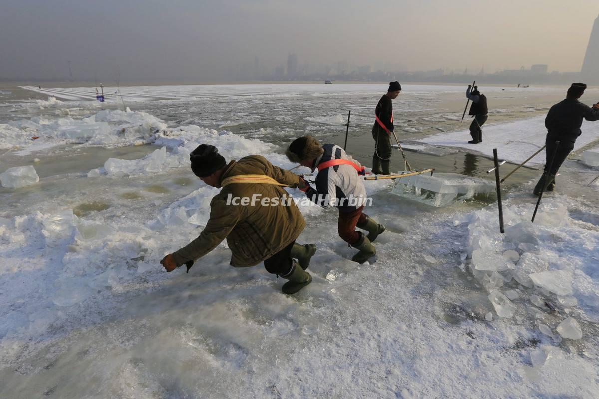 Ice Collecting Harbin