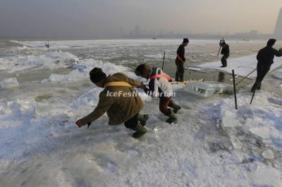 Ice Collecting Harbin