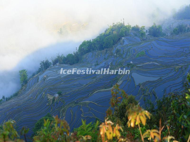 The Blue Bada Rice Terraces