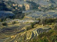 Honghe Hani Rice Terraces - Bada Rice Terraces