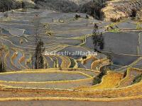 Yuanyang Bada Rice Terraces in December