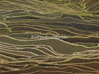 The Beautiful Curves of Bada Rice Terraces  