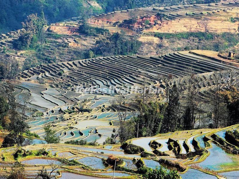 Bada Rice Terraces