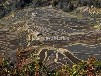 Bada Rice Terraces in Yuanyang