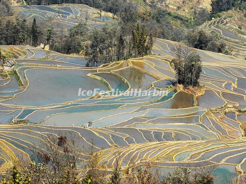 Yuanyang Bada Rice Terraces in January 