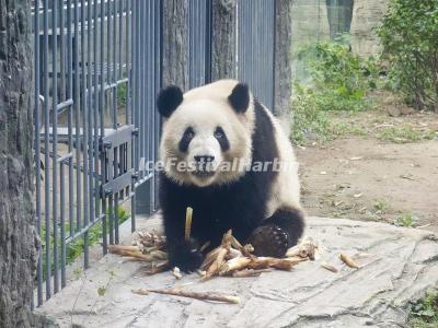 Beijing Zoo