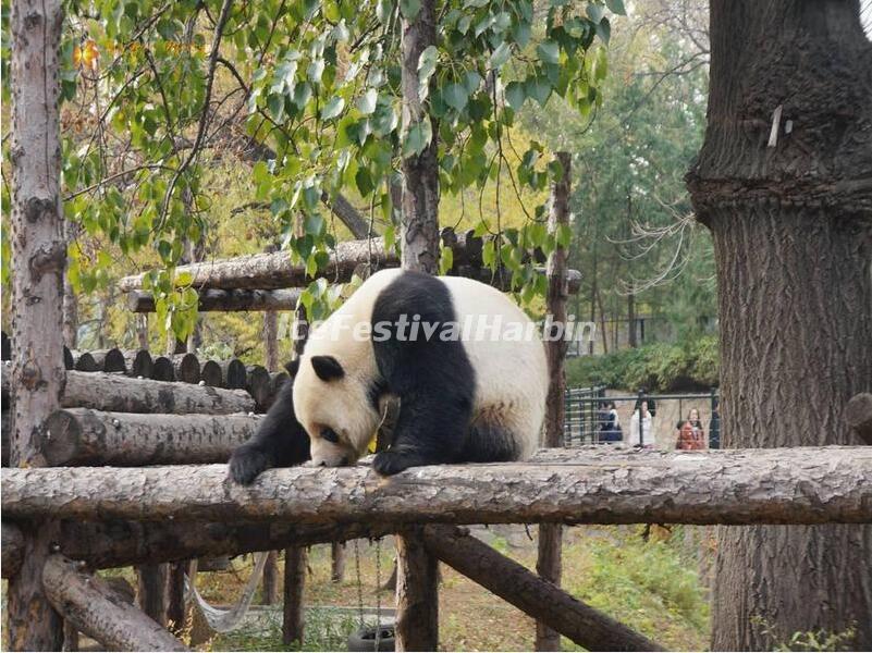 Beijing Zoo