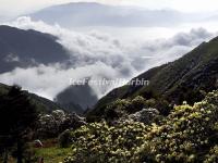 Cangshan Mountain Azaleas