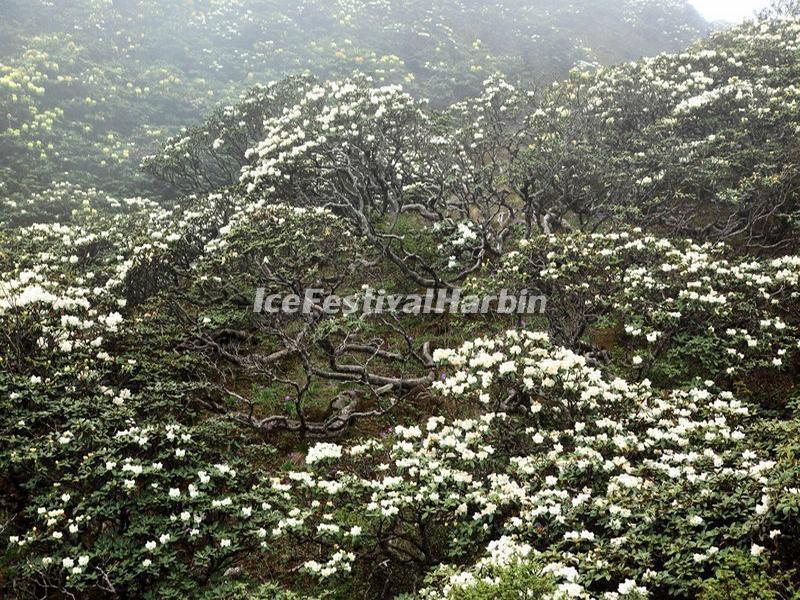 The White Azaleas in Dali Cangshan Mountain