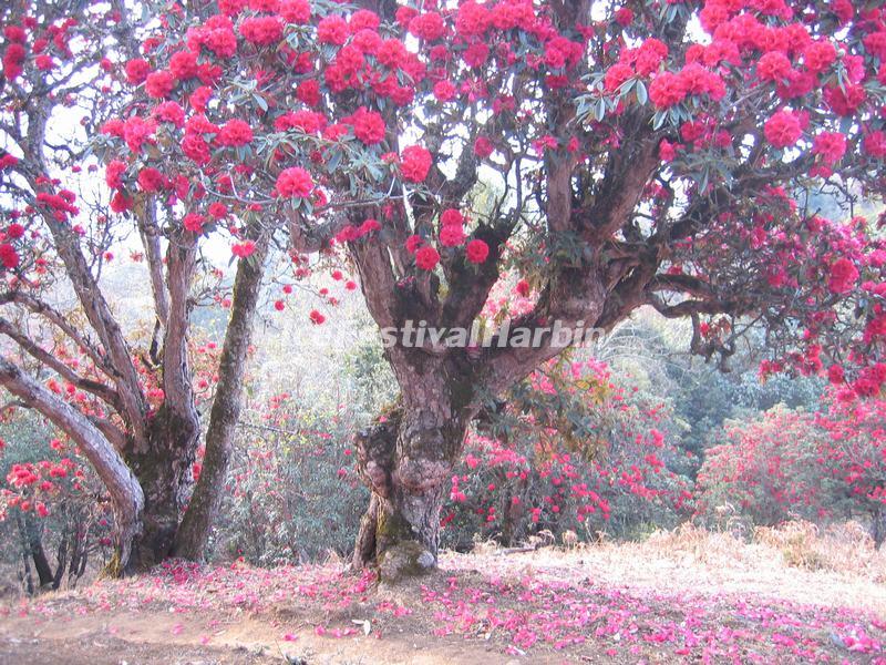 The Red Azaleas in Dali Cangshan Mountain 