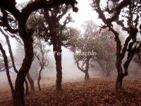 The Beautiful Azaleas in Dali Cangshan Mountain