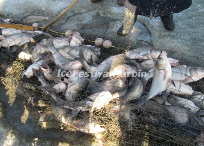 Fish in Chagan Lake 