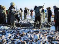 Winter Fish Chagan Lake 