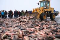 Chagan Lake Ice Fishing