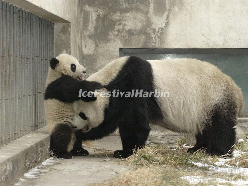 Chengdu Panda Base