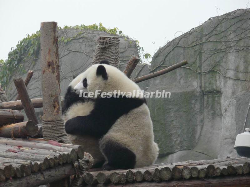 Chengdu Panda Base