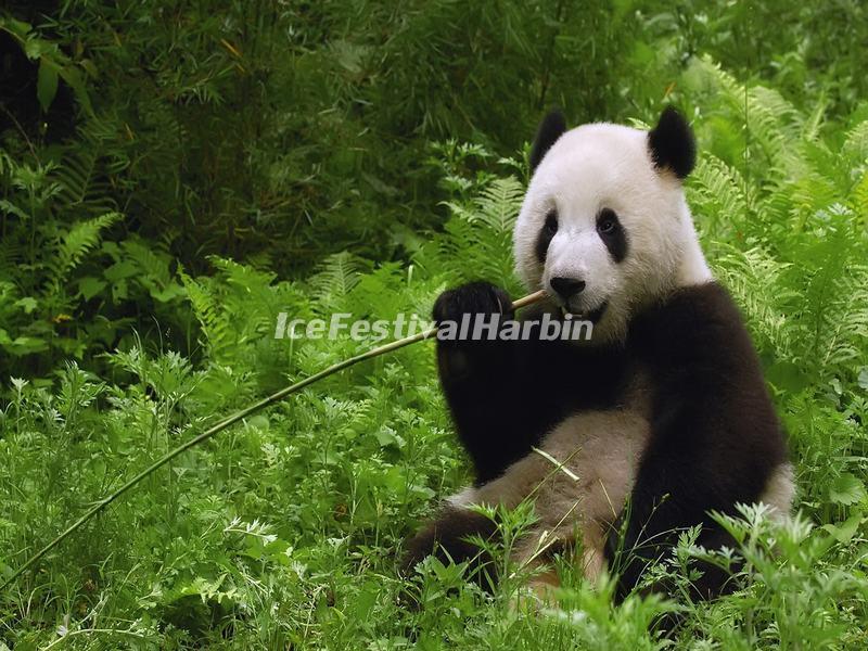 Chengdu Panda Base