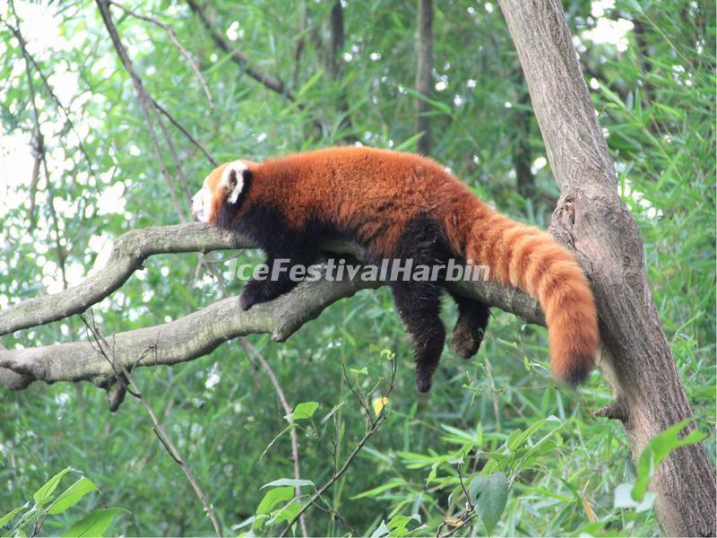 A Red Panda 