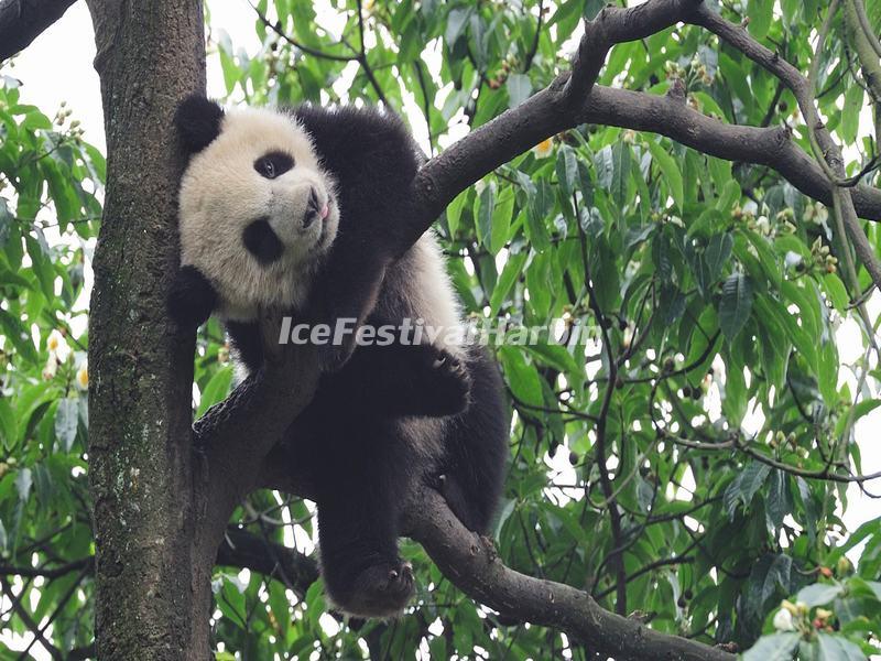 A Cute Panda in the Tree