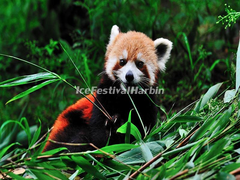 Red Panda