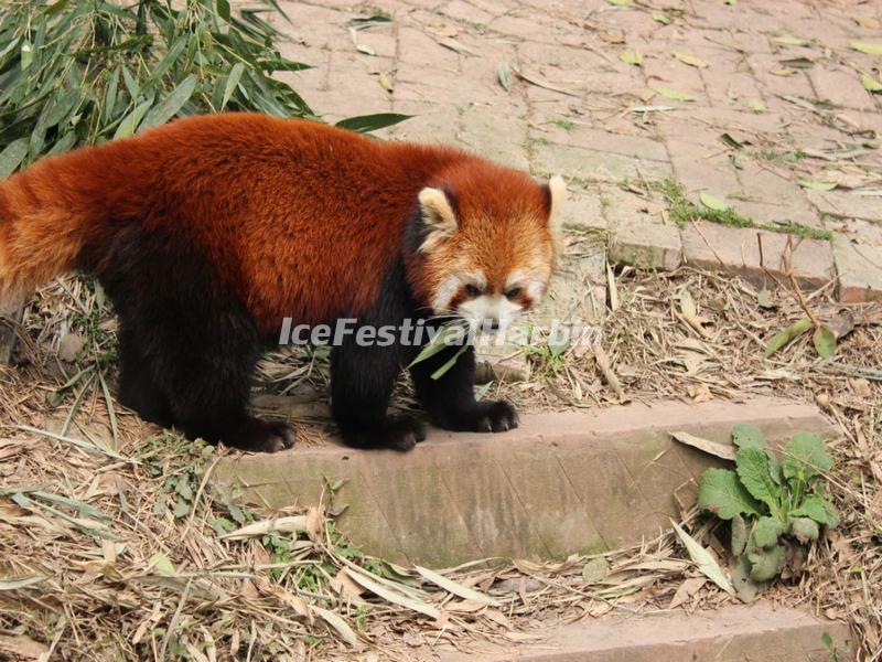 Chengdu Panda Base