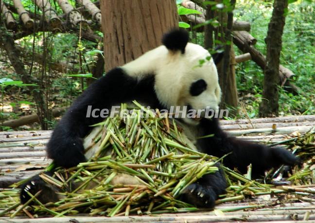 Chengdu Giant Panda