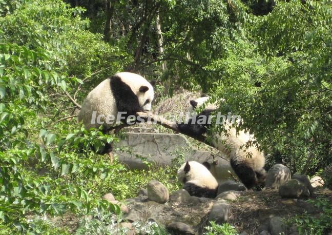 Chengdu Panda Base