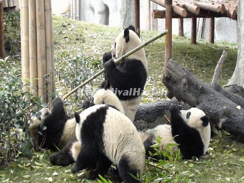 Chengdu Panda Base