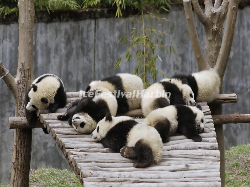 Chengdu Panda Base