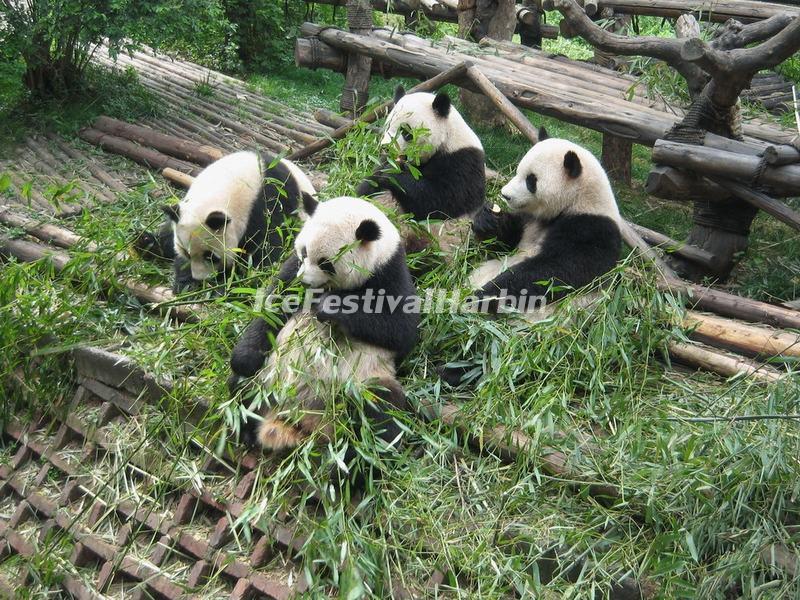 Chengdu Panda Base