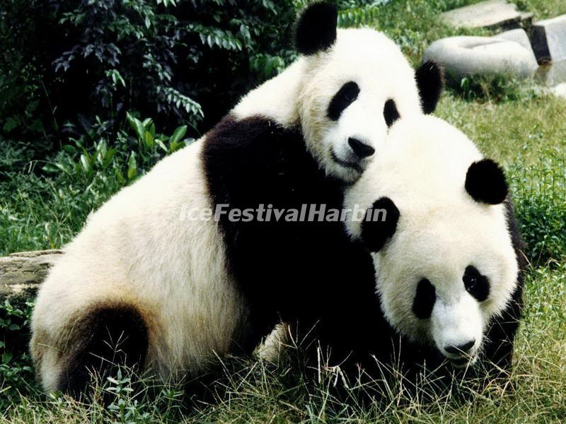 Chengdu Winter Tours