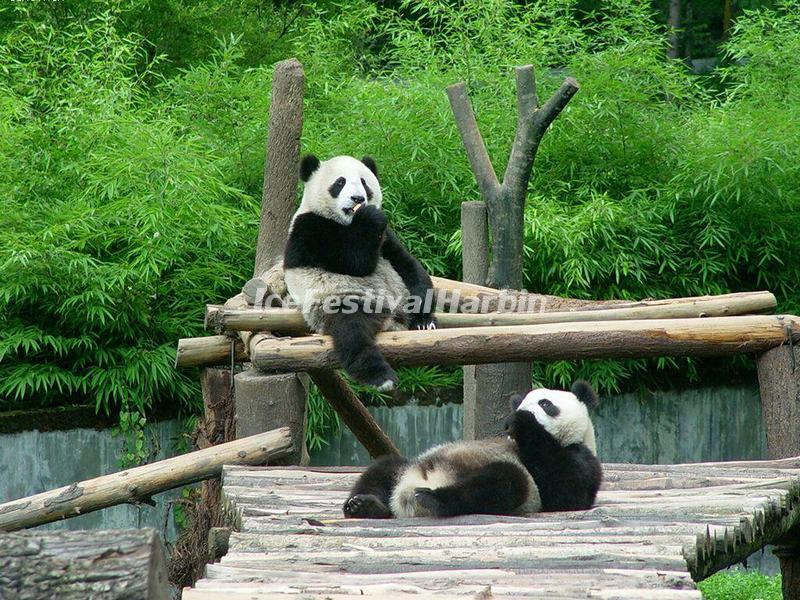 Chengdu Panda Base