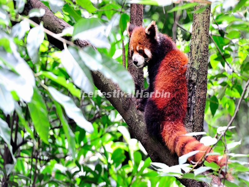 Chengdu Panda Base Red Panda