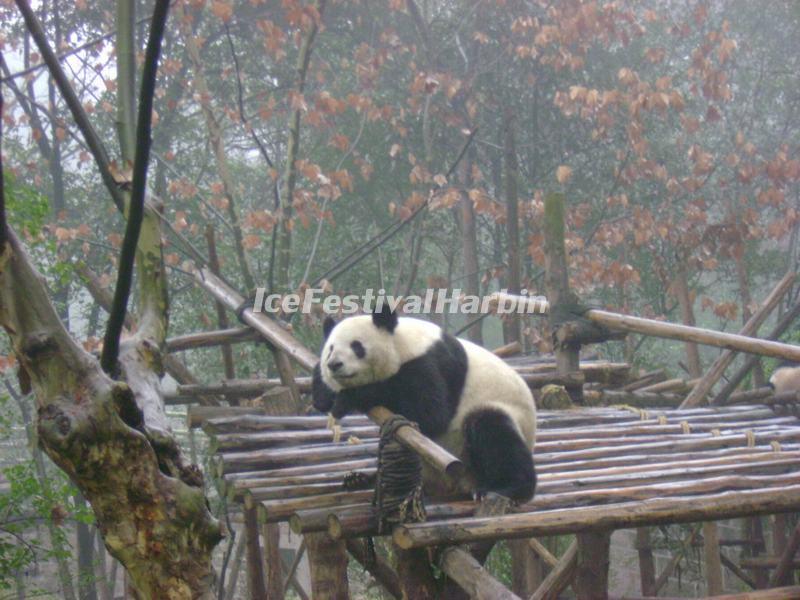 Chengdu Panda Base