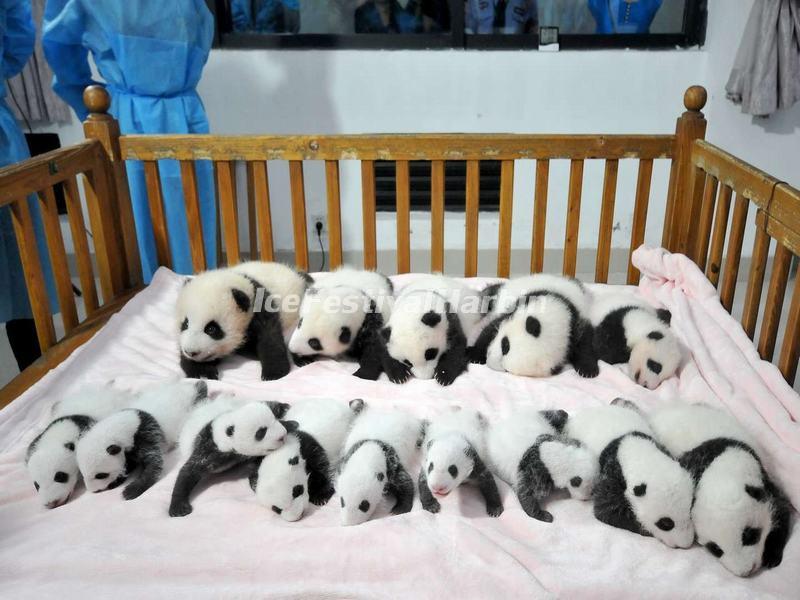 Panda Cubs
