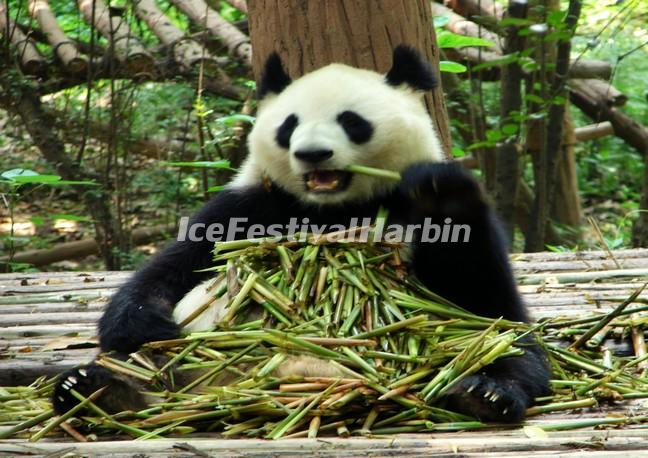 Chengdu