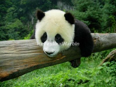 China Conservation and Research Center for the Giant Panda Dujiangyan Base