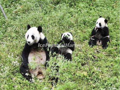 China Conservation and Research Center for the Giant Panda Dujiangyan Base