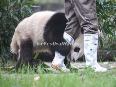 China Conservation and Research Center for the Giant Panda Dujiangyan Base