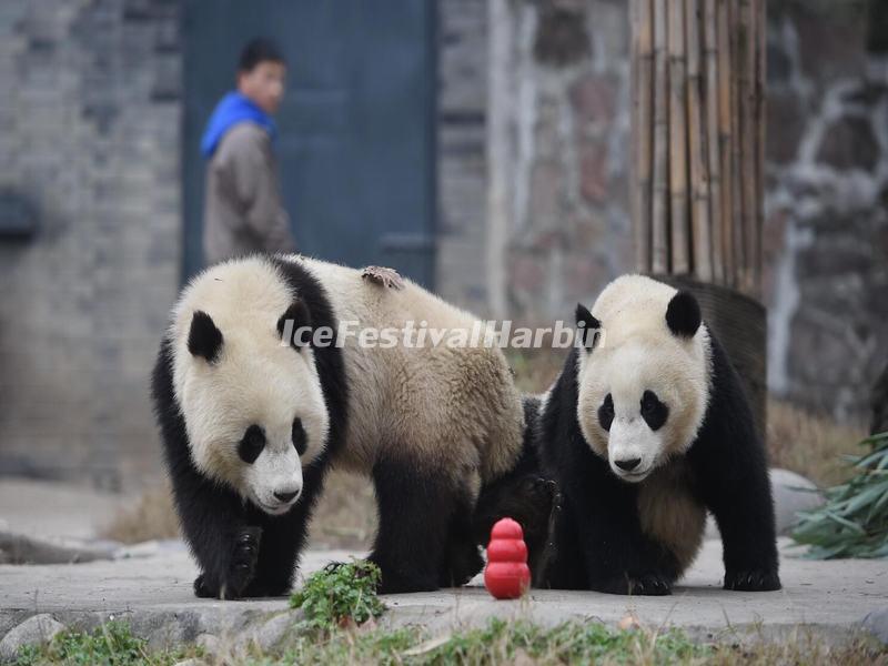 China Conservation and Research Center for the Giant Panda Dujiangyan Base