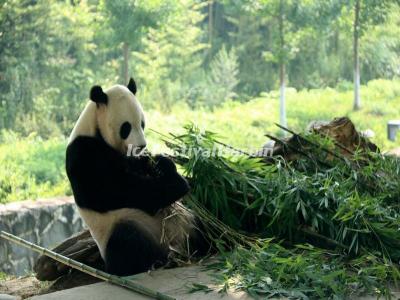 China Conservation and Research Center for the Giant Panda Dujiangyan Base