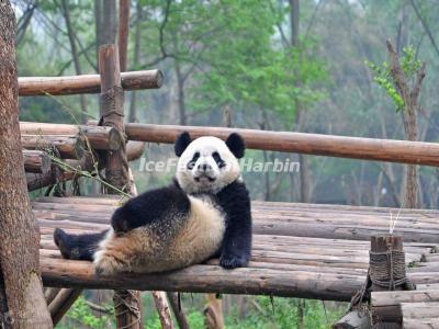 China Conservation and Research Center for the Giant Panda Dujiangyan Base