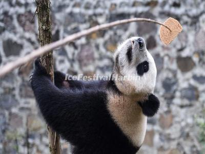 China Conservation and Research Center for the Giant Panda Dujiangyan Base