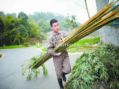 China Conservation and Research Center for the Giant Panda Dujiangyan Base