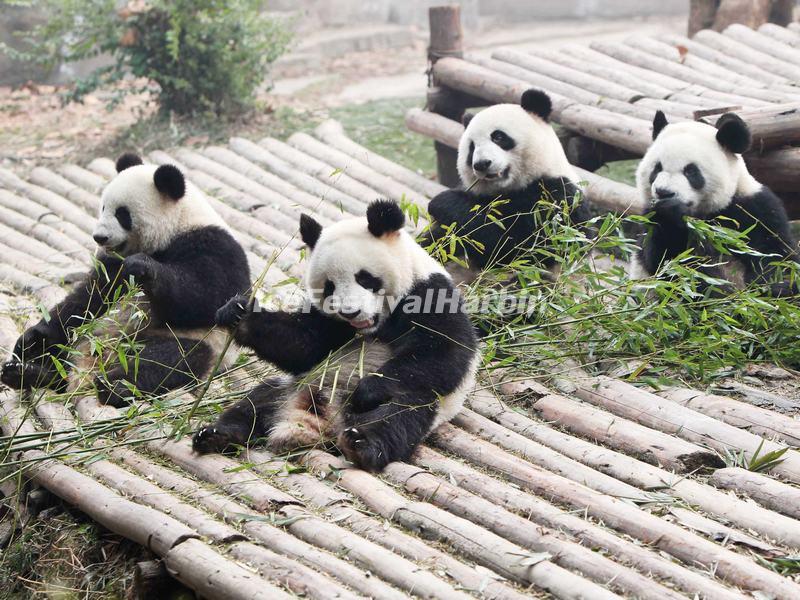 China Conservation and Research Center for the Giant Panda Dujiangyan Base